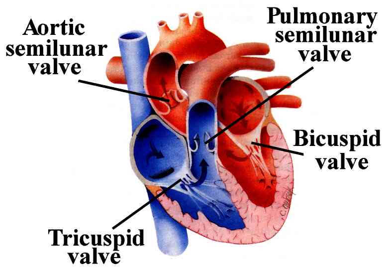 Figure 4 Heart Valves