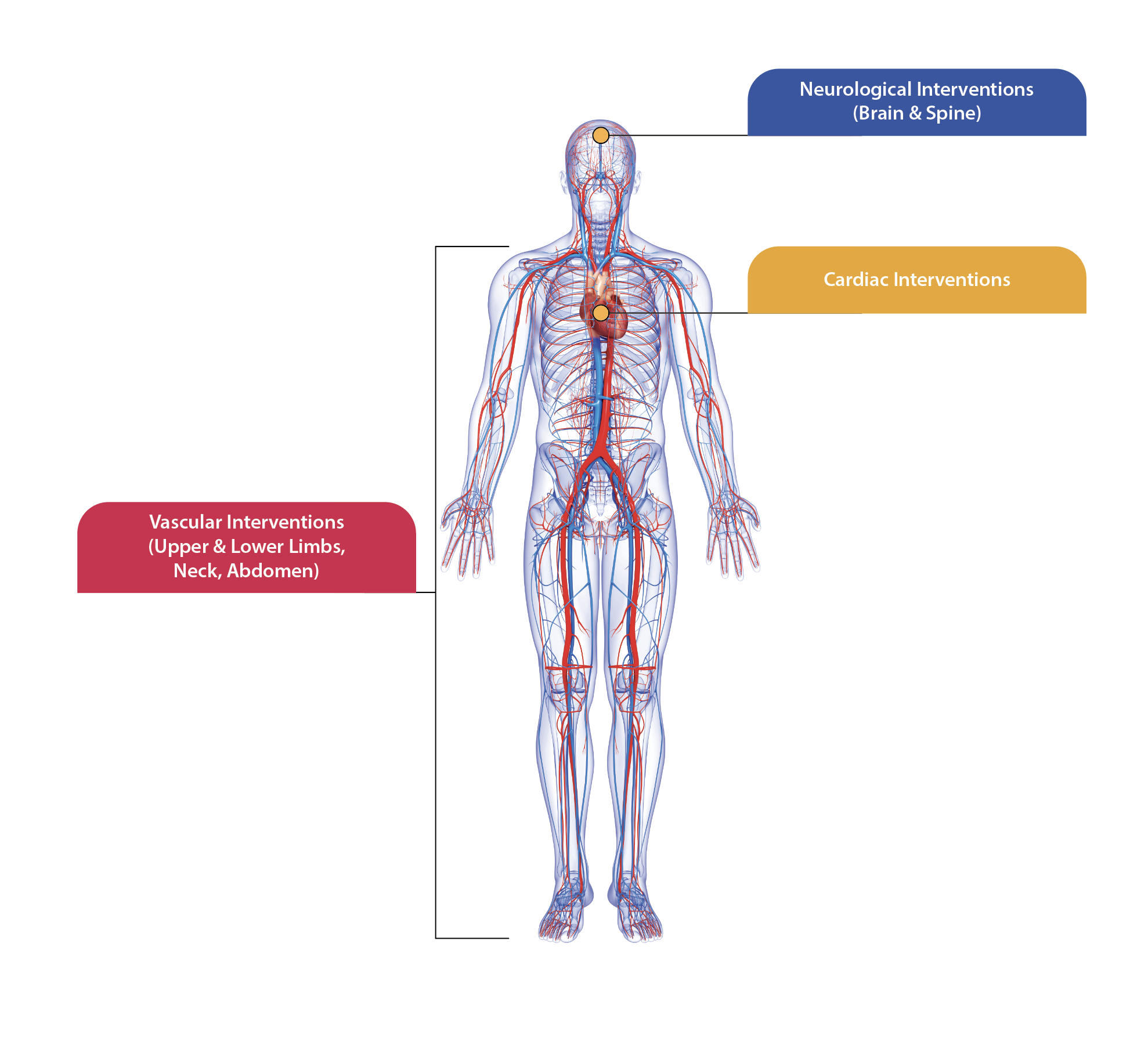 A diagnostic and therapeutic speciality Image